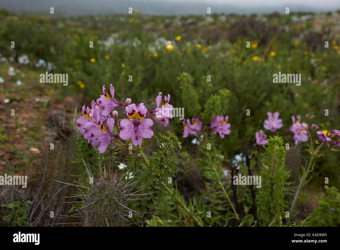 Rare native plant (Alstroemeria philippii) flowering in the Atacama Desert amongst the cacti after rare rain in the Atacama Desert. Stock Photo
