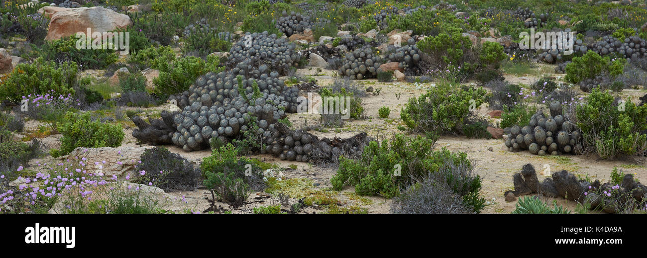 Clumps of cacti Copiapoa De Carrizal (Copiapoa dealbata) in the Atacama Desert. Parque Nacional Llanos de Challe, near Vallenar in northern Chile. Stock Photo