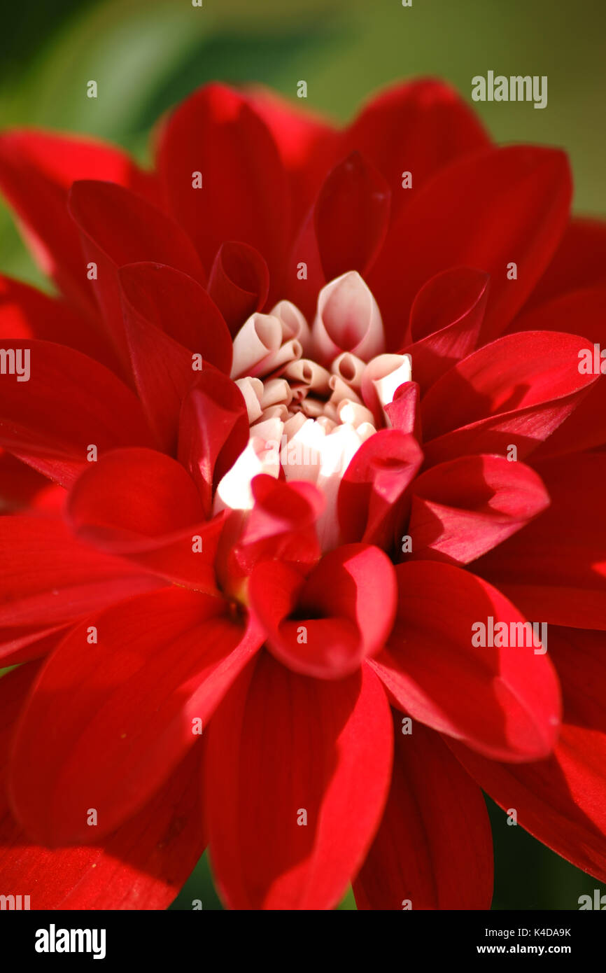 The closeup of a red dahlia with many small petals and a whithe center. Stock Photo