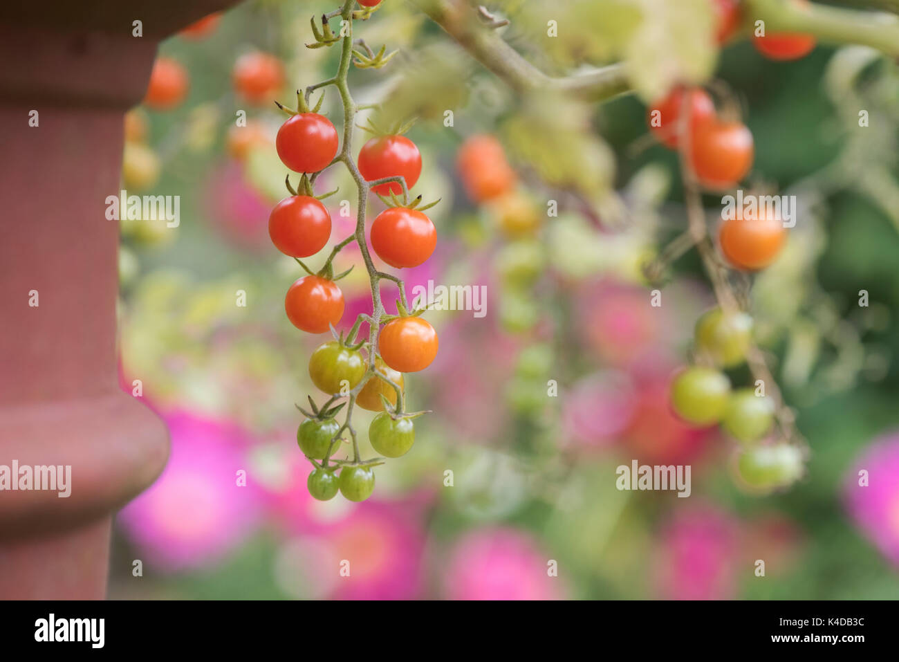 Small tomato plants hires stock photography and images Alamy