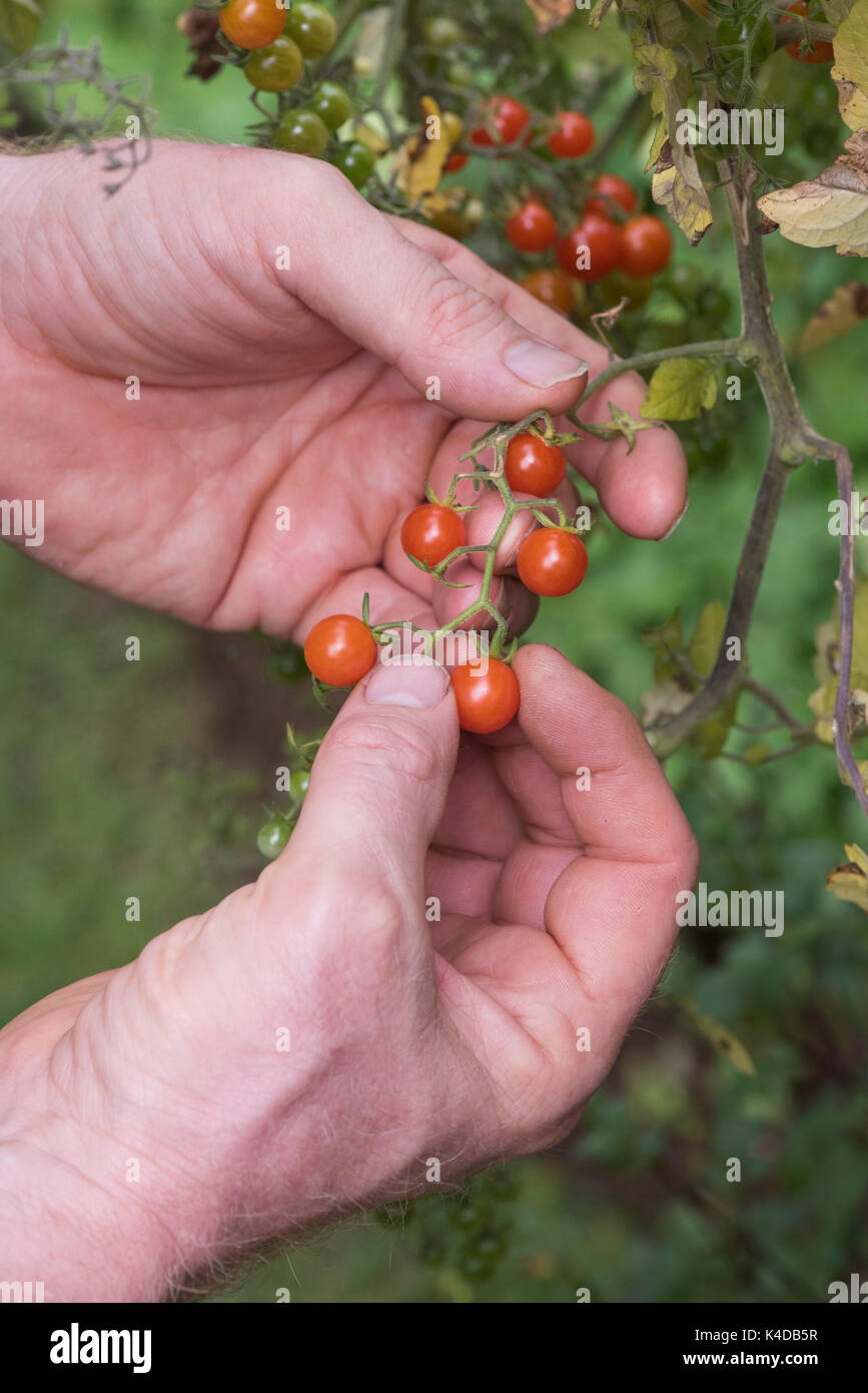 Solanum pimpernelifolium. Gardener picking Currant tomatoes from the vine. Heirloom tomato. Wild Tomato Stock Photo