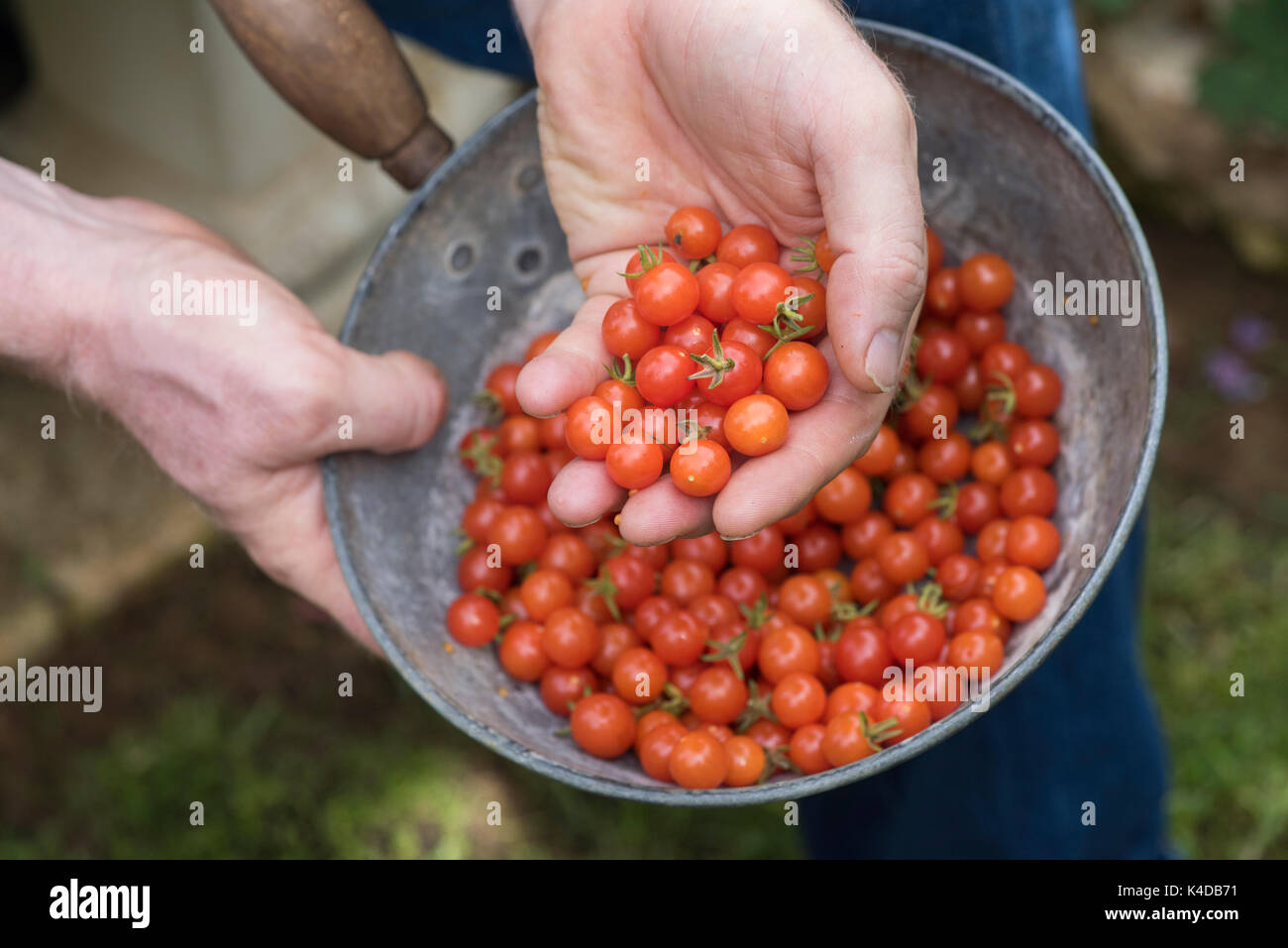 Solanum pimpernelifolium. Gardener holding an old metal pan with harvested Currant tomatoes. Heirloom tomato. Wild Tomato Stock Photo