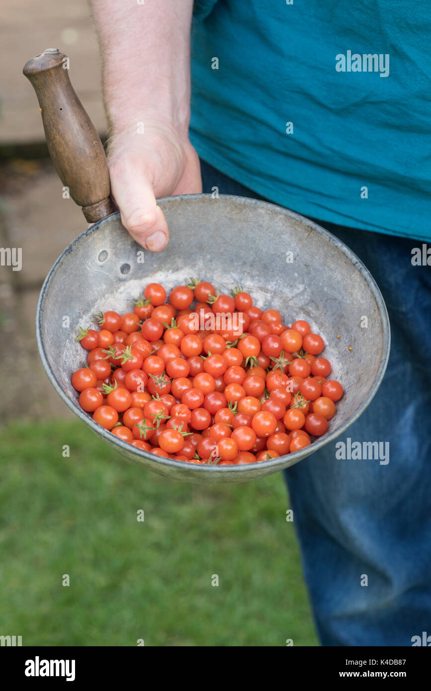 Solanum pimpernelifolium. Gardener holding an old metal pan with harvested Currant tomatoes. Heirloom tomato. Wild Tomato Stock Photo