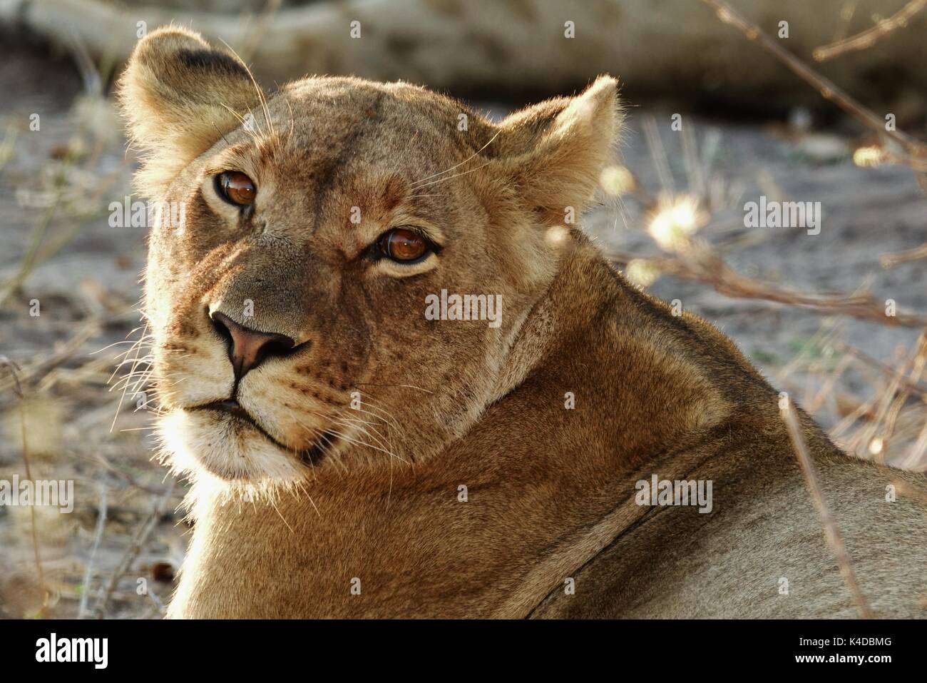 Lioness looking in Botswana,Africa Stock Photo