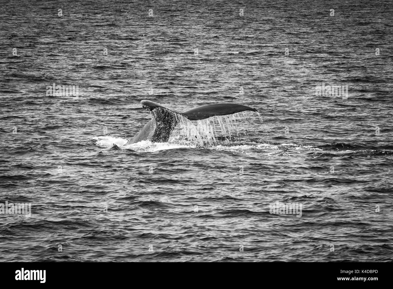 Humpback whale off Santa Cruz Island, Channel Islands National Park ...