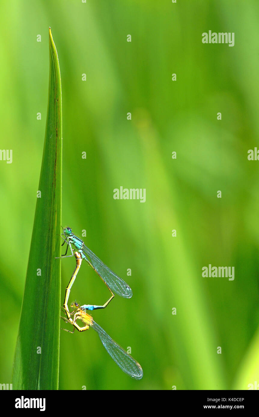 Blue-tailed Damselfly (Ischnura Elegans) Mating pair Stock Photo - Alamy