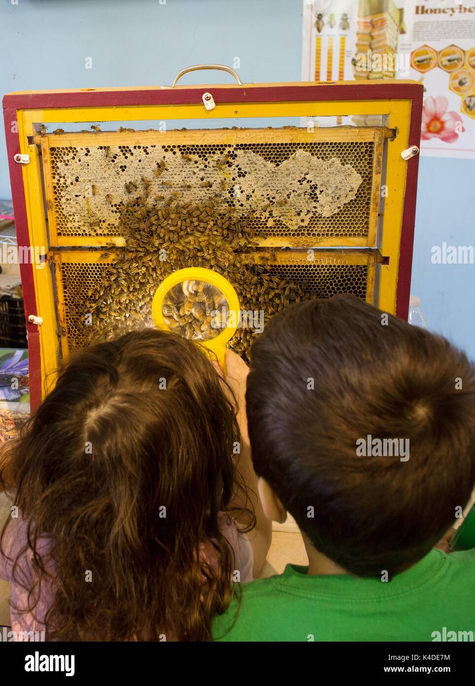 Two Kids Look At Bees With A Magnifying Glass At The Minnesota