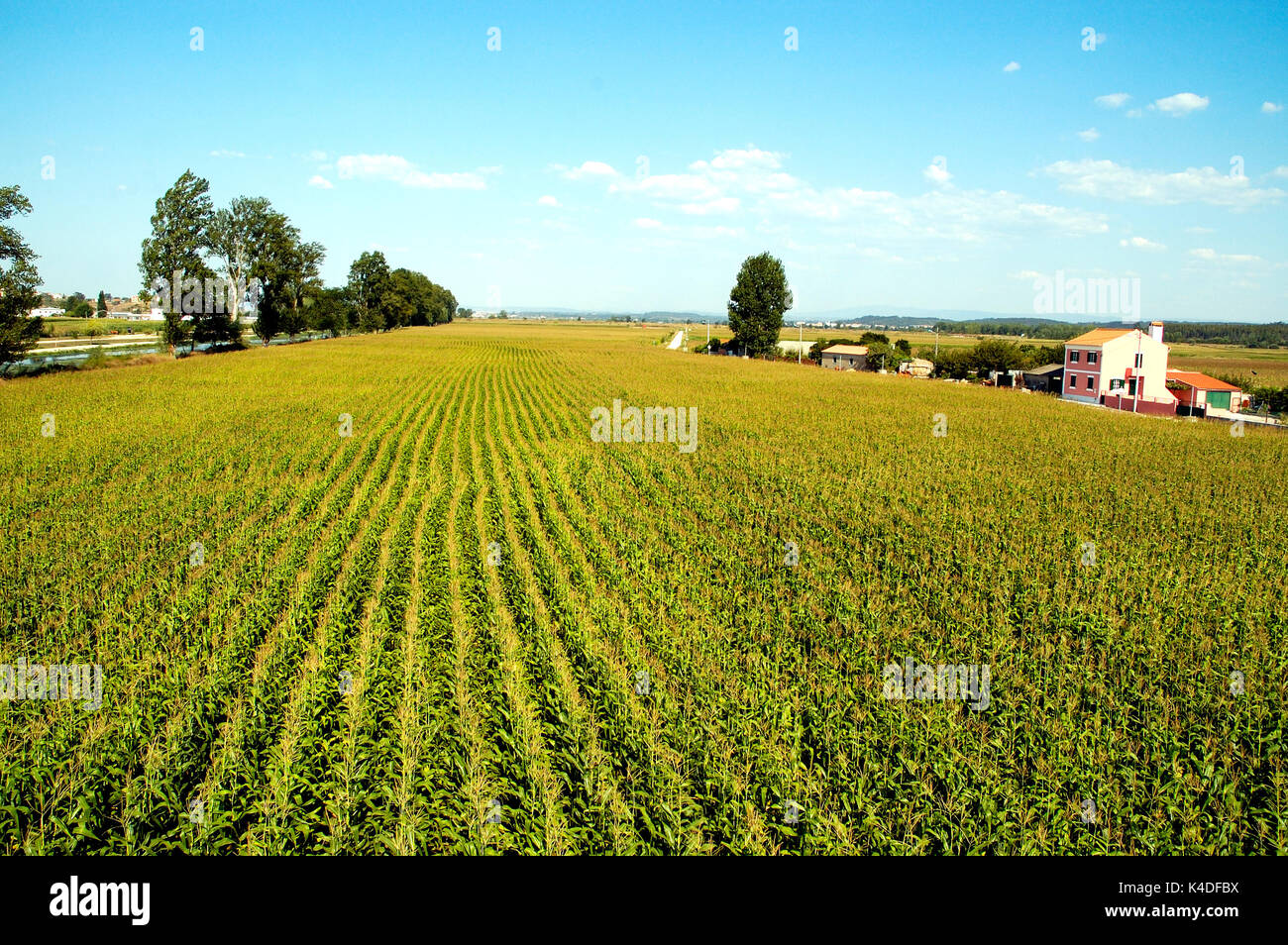 Corn fields along the Mondego river. Montemor-o-Velho, Portugal Stock Photo