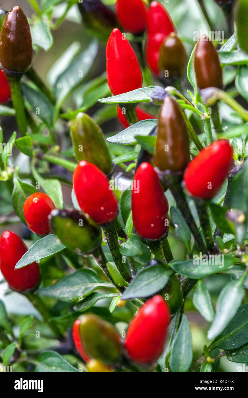 Chilli pepper plant Capsicum annuum 'Black Prince' chilli plant Stock