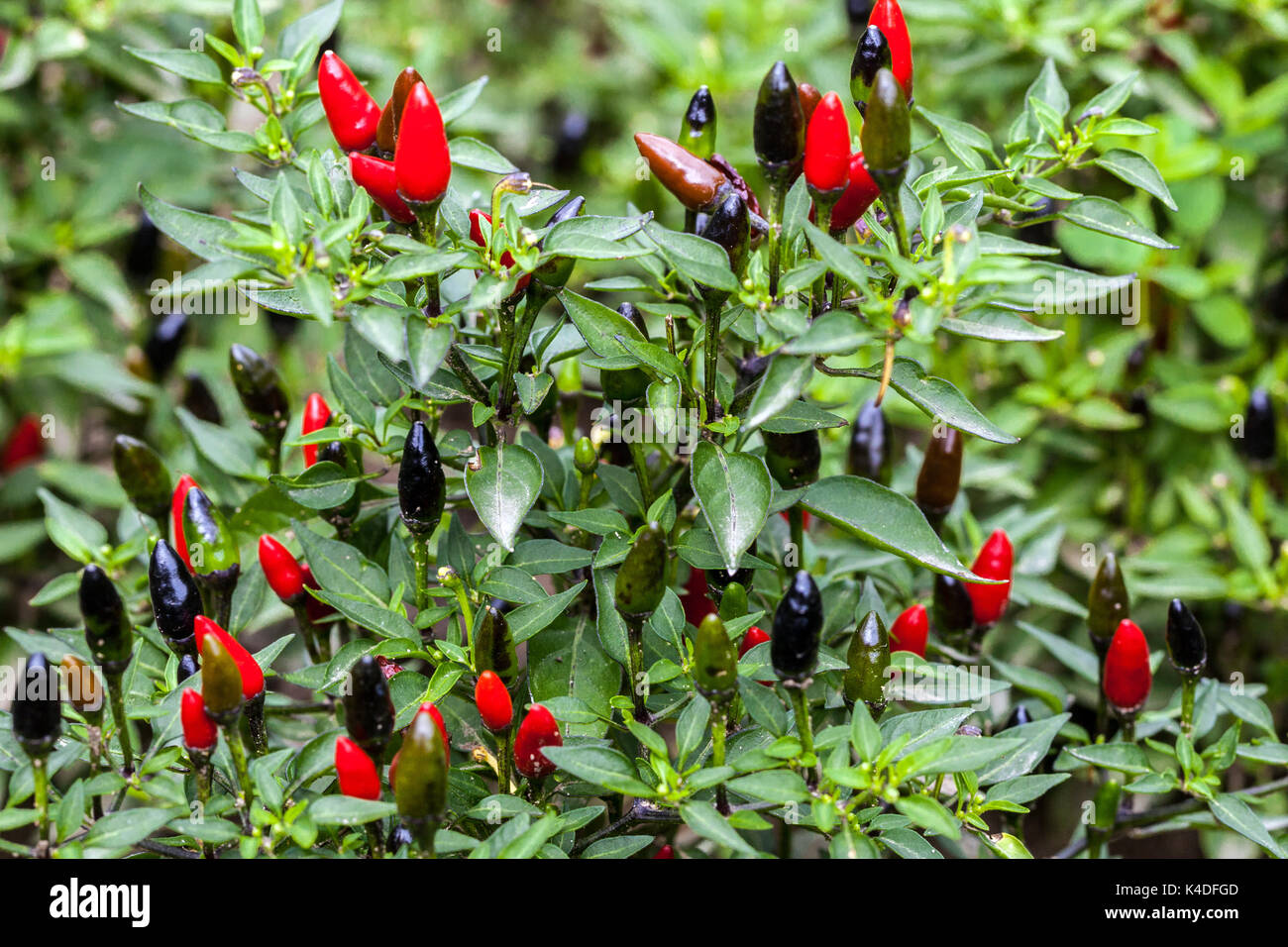 Capsicum annuum 'Black Prince' Chilli peppers plant hot pepper growing Stock Photo
