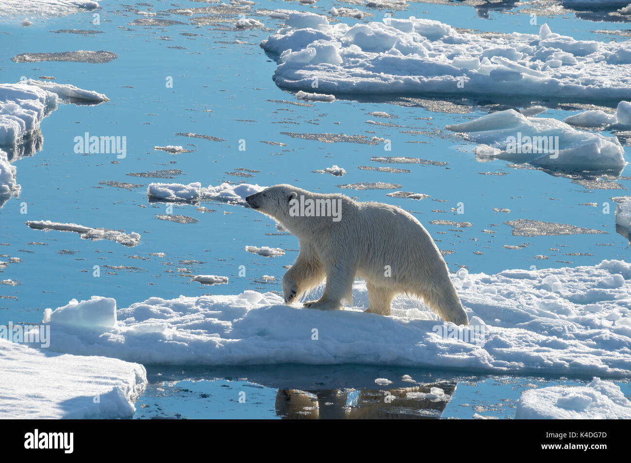 Big polar bear on drift ice edge with snow a water in Arctic North Pole Stock Photo