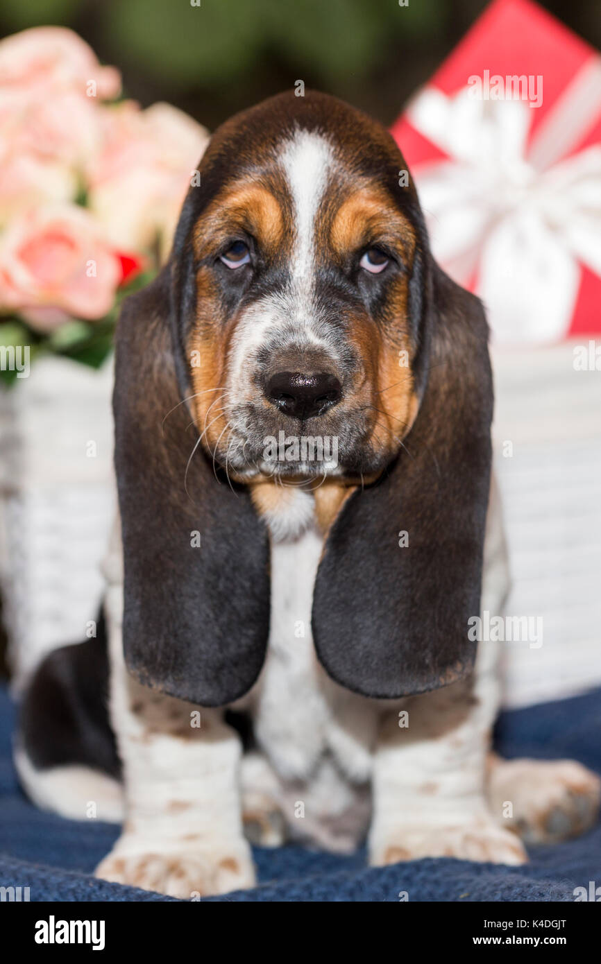 Hound with sales long ears