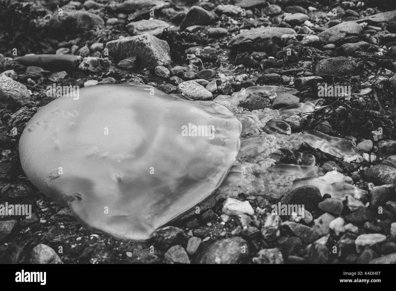 Jellyfish on the beach in Scotland Stock Photo