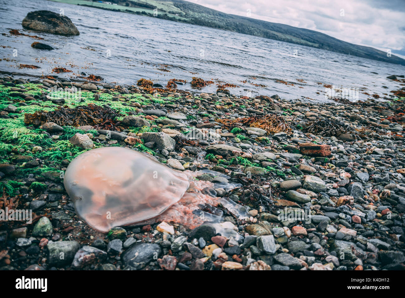 Jellyfish on the beach in Scotland Stock Photo