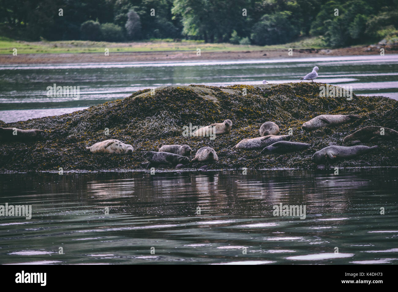 Seals in Scotland Stock Photo Alamy