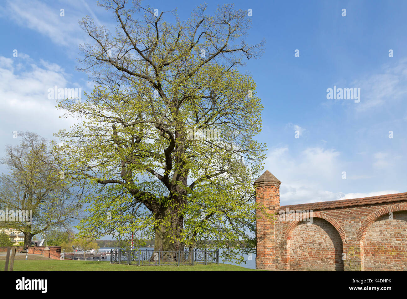 Wichmann Lime Tree, Neuruppin, Brandenburg, Germany Stock Photo