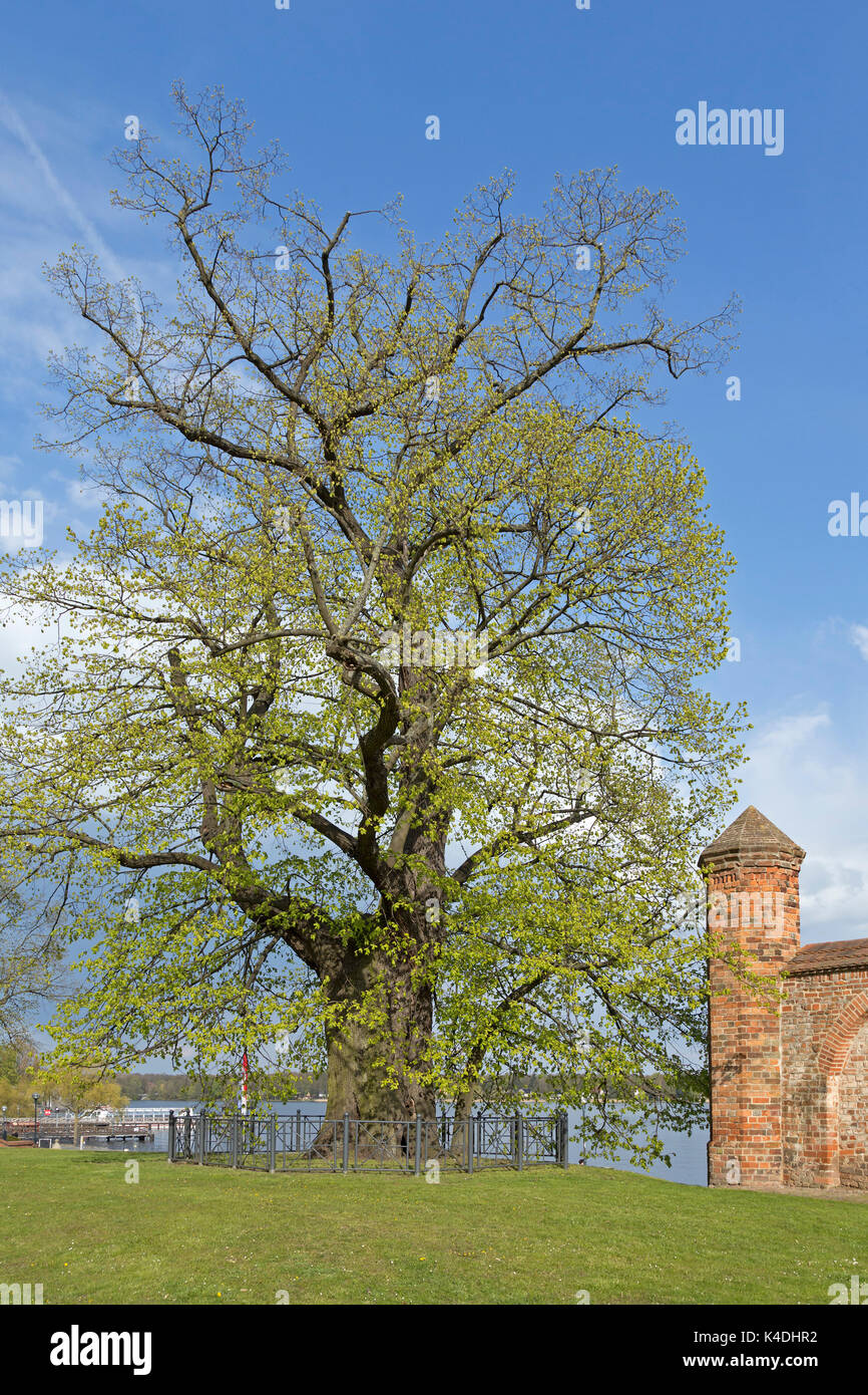 Wichmann Lime Tree, Neuruppin, Brandenburg, Germany Stock Photo