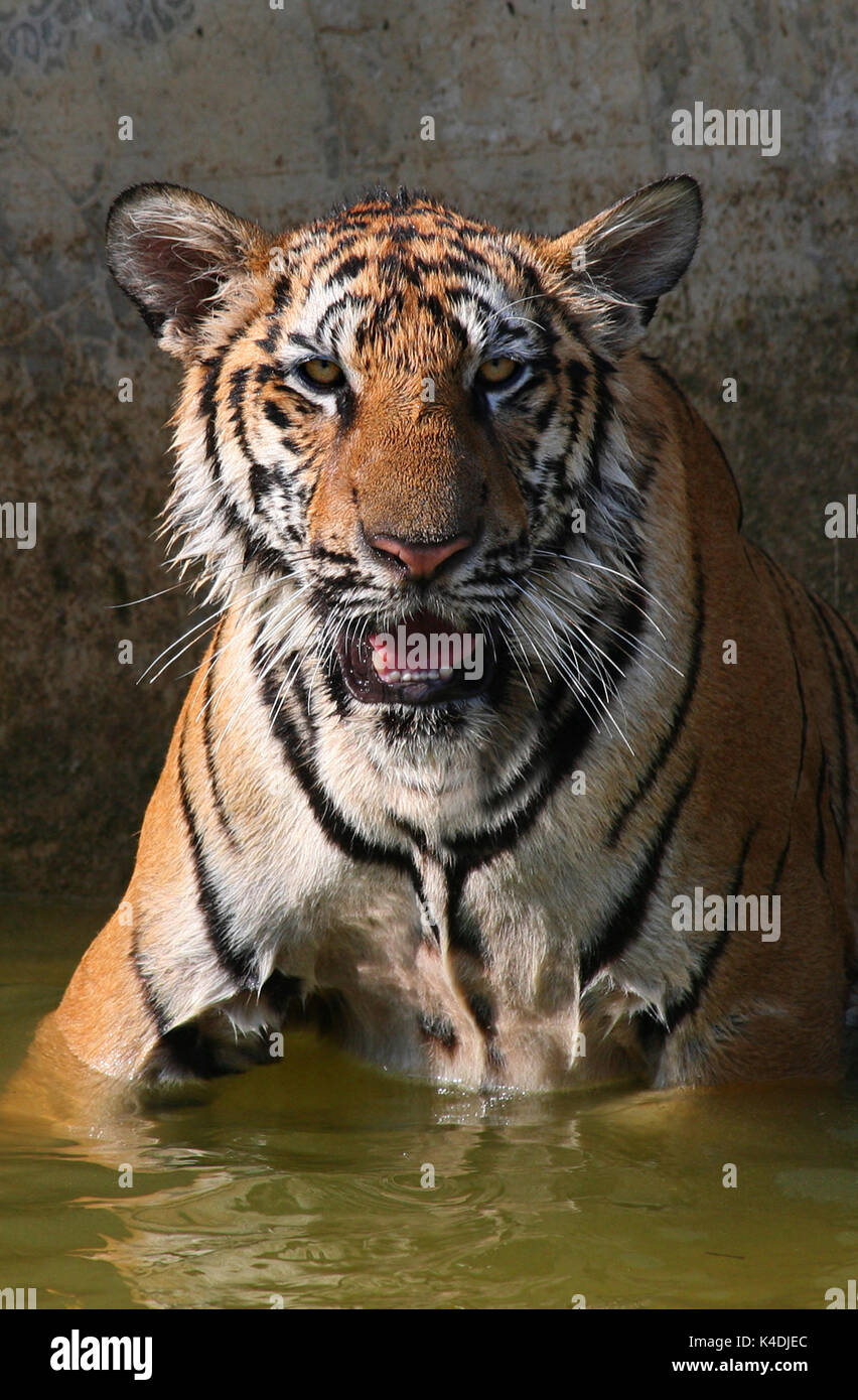 Hot day. Closeup portrait of Big Indo-Chinese tiger swims in the lake ...