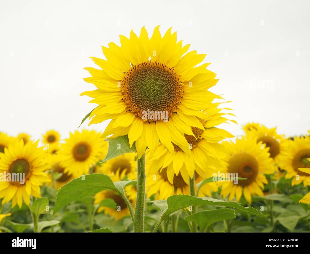Tallest sunflower hi-res stock photography and images - Alamy