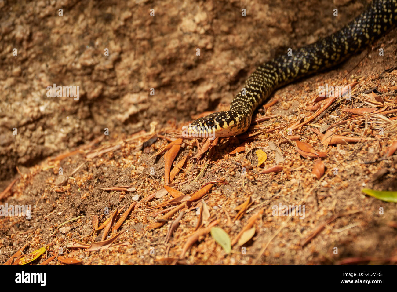 Western Whip Snake, or Green Whip Snake, Hierophis viridiflavus