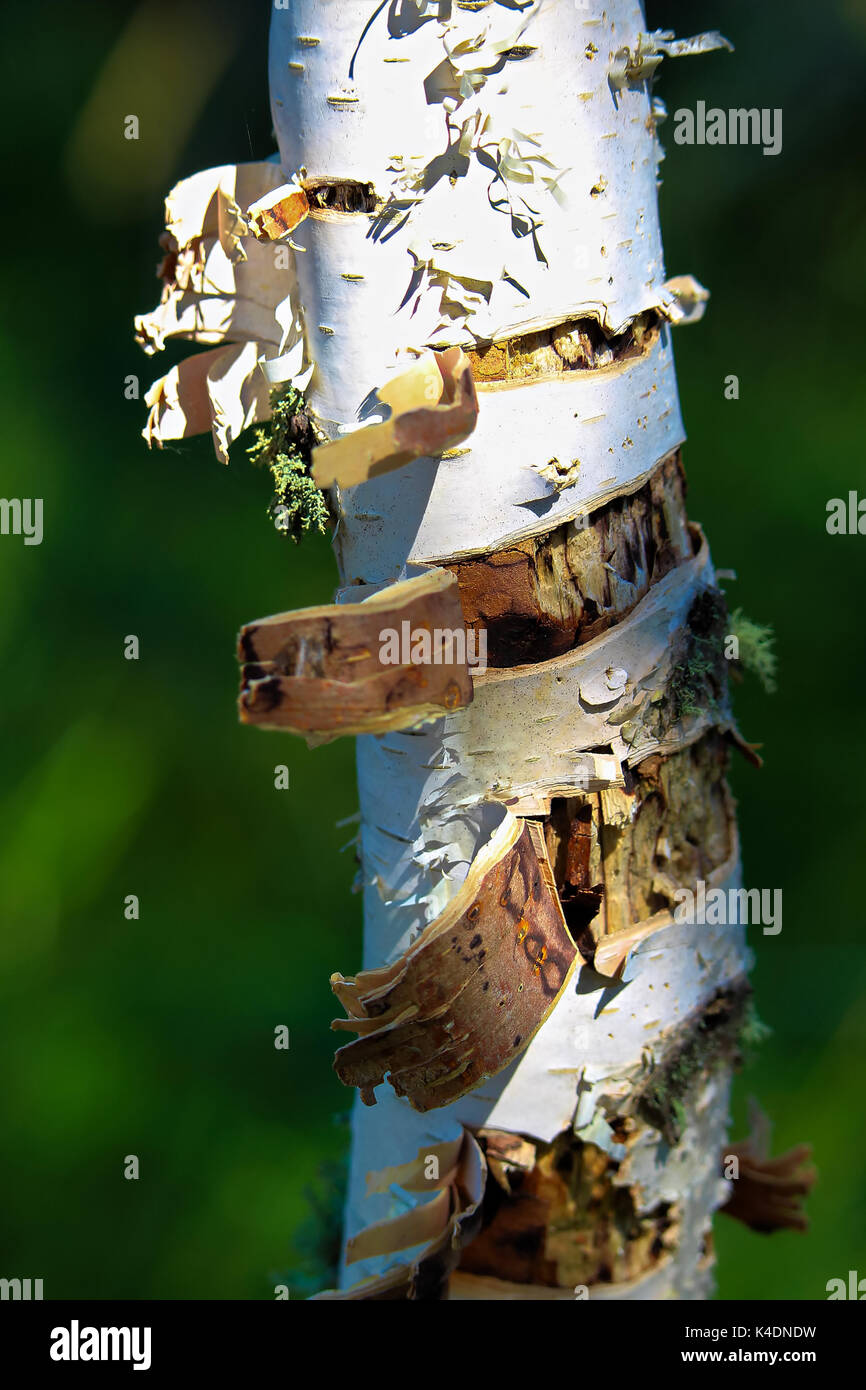 The peeling bark of a birch tree trunk with a green background. Stock Photo