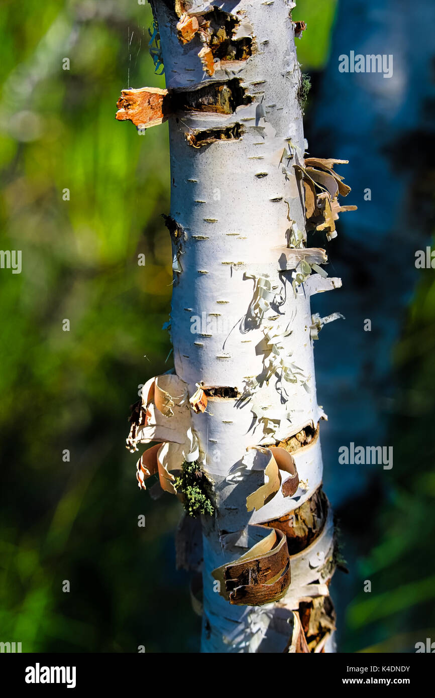 Closeup view of peeling bark on a birch tree trunk. Stock Photo