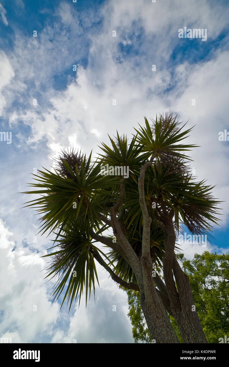 cabbage palm growing in a garden Stock Photo Alamy