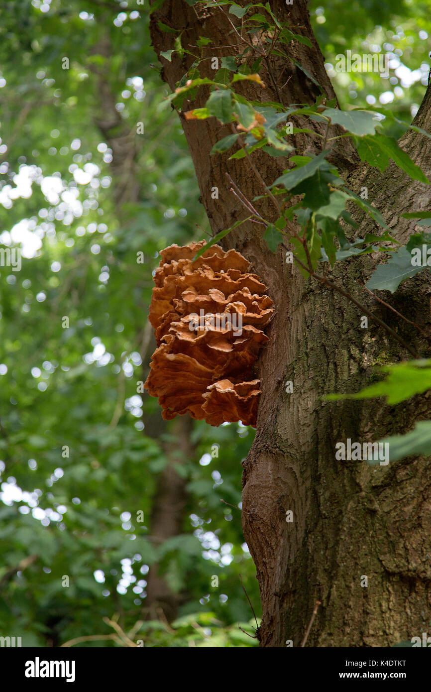 Meripilus giganteus hi-res stock photography and images - Alamy