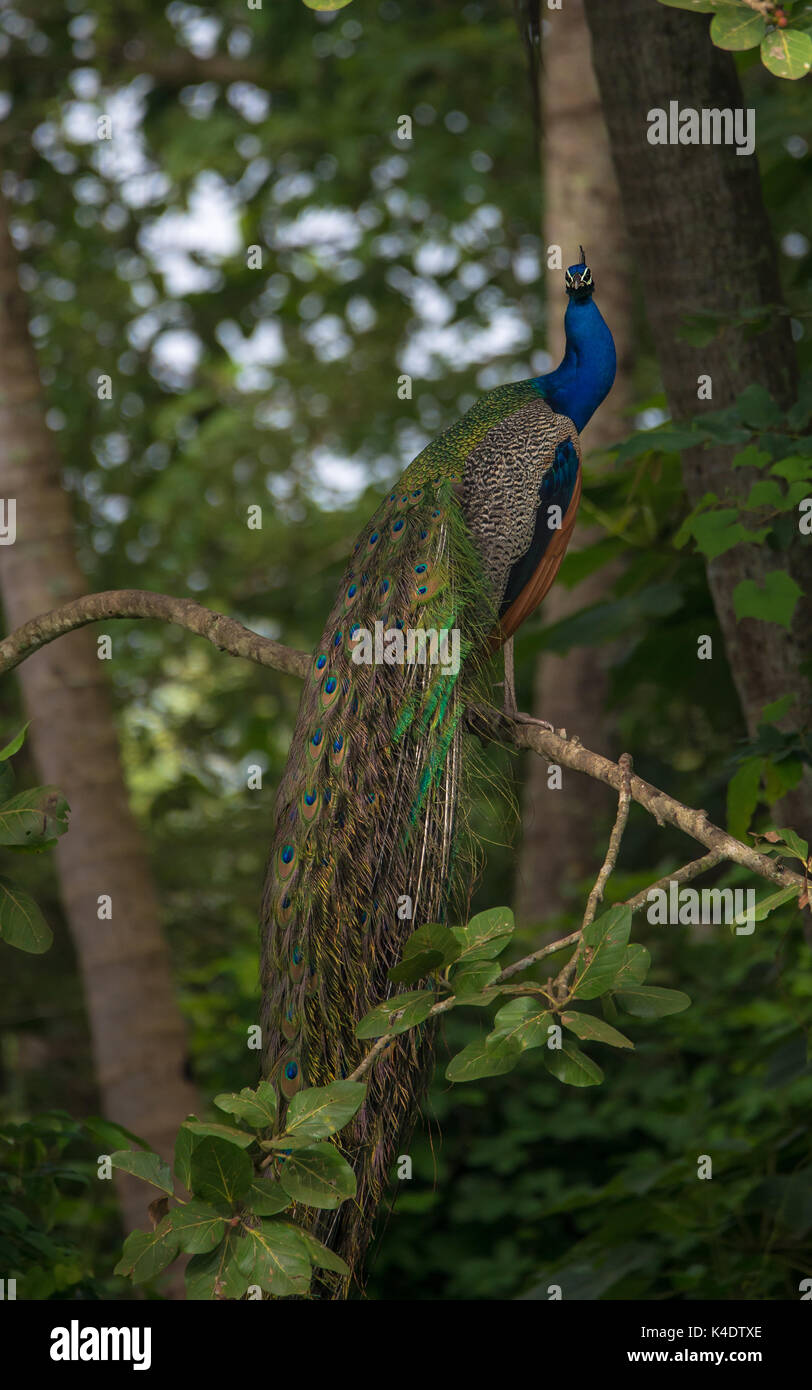Indian Peafowl Bird perched on a tree branch Stock Photo