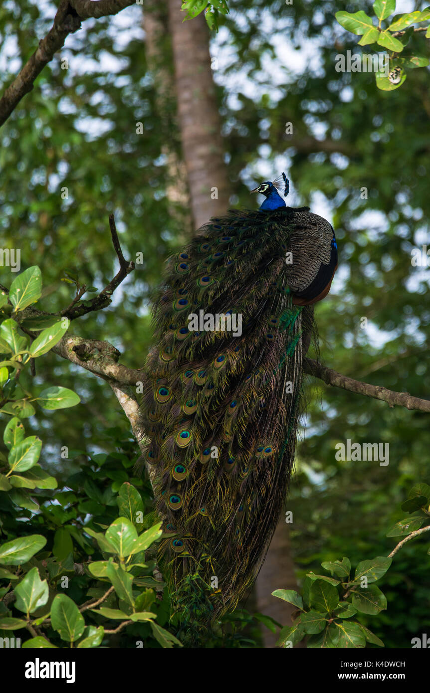 An Indian Peafowl Bird perchedon a tree Stock Photo
