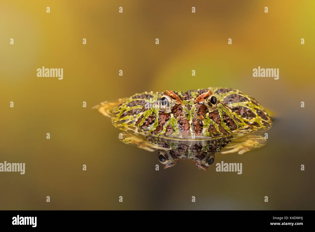 Ornate Horned Frog or Pacman frog reflected in golden waters Stock Photo