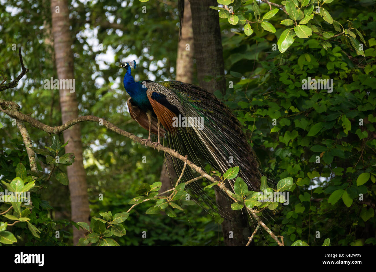 An Indian Peafowl Bird perched on a tree Stock Photo