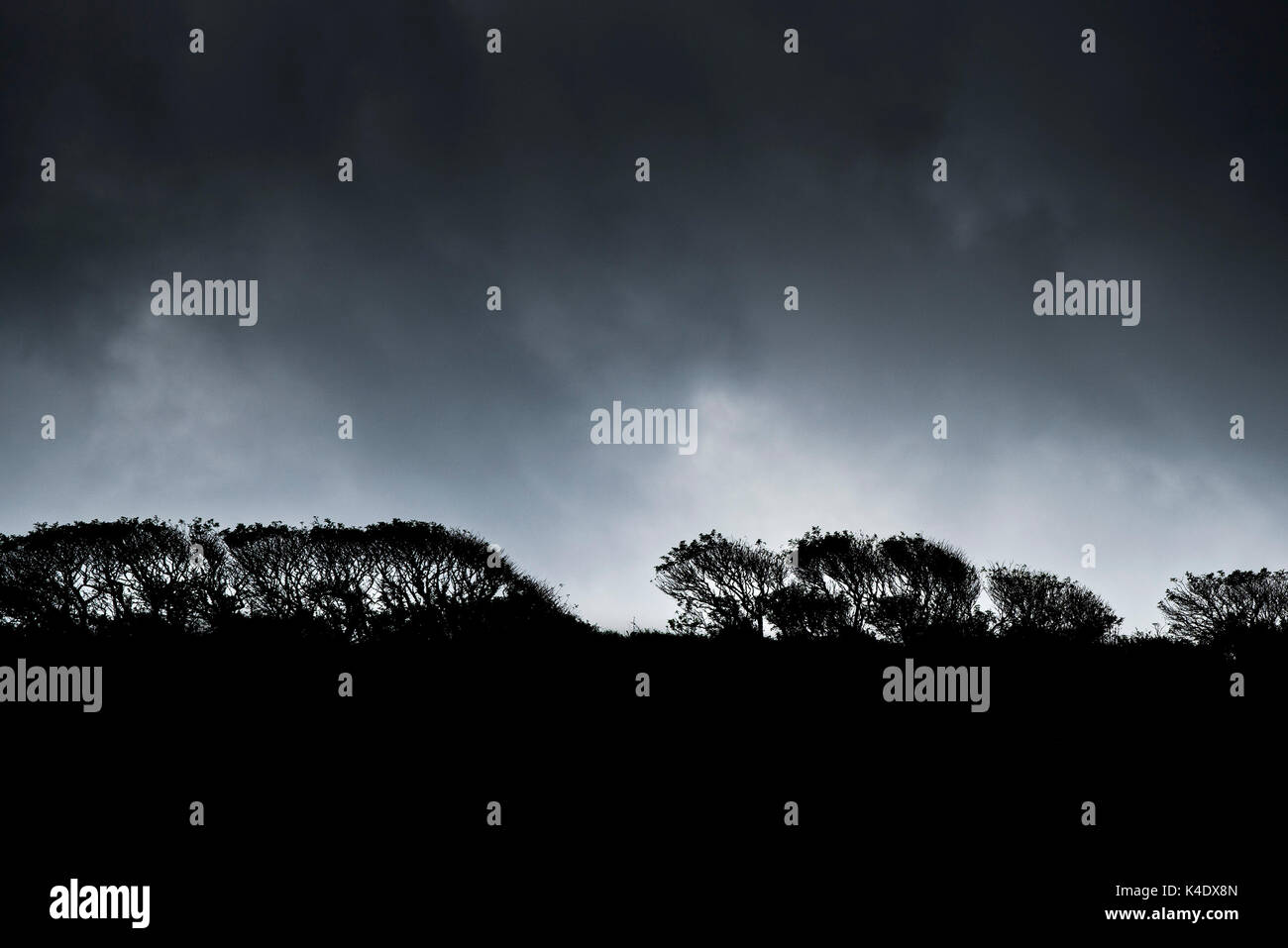 A hedgerow silhouetted against a stormy sky Stock Photo