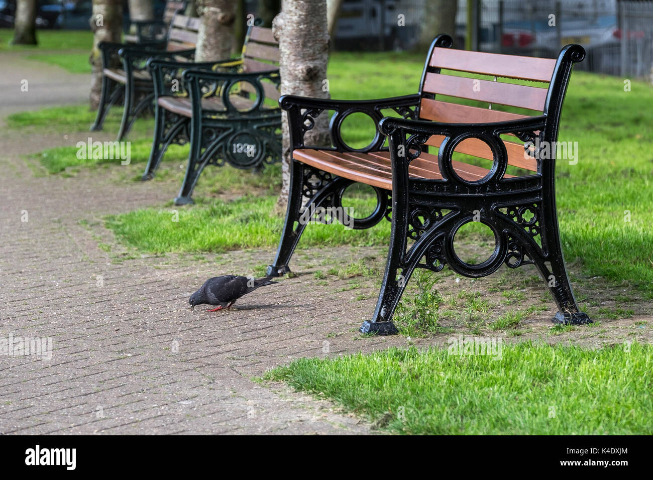A Pigeon Pecking At The Ground In Front Of A Park Bench Stock