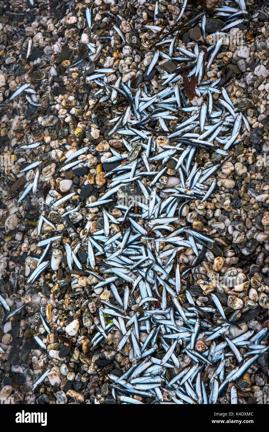 Dead sand eels washed up on the shore of a shingle beach. Stock Photo