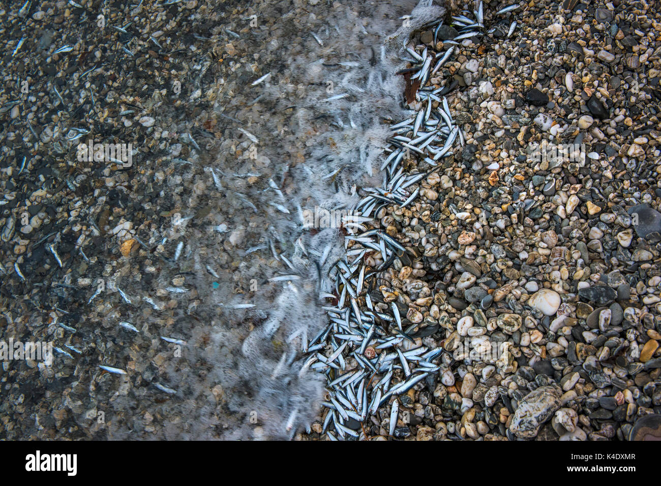 Dying sand eels washed up on the shore of a shingle beach. Stock Photo