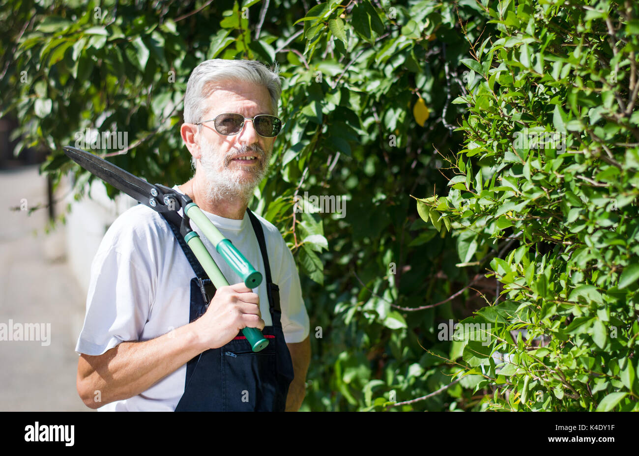 Gardener  trimming hedgerow with gardening scissors on a sunny day Stock Photo