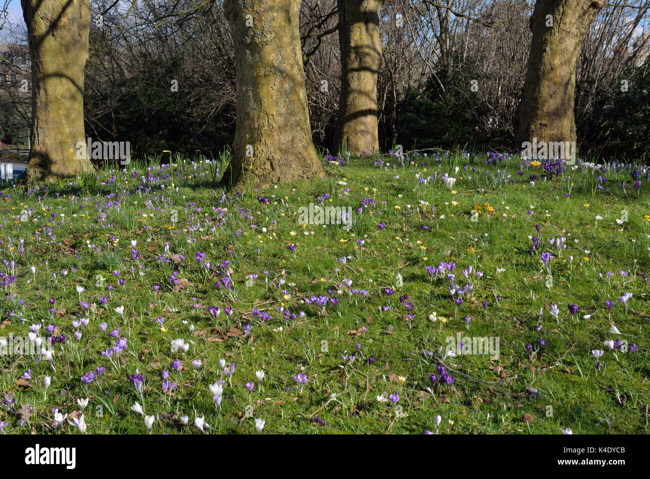 Spring in Trowbridge near County Hall Wiltshire England UK Stock Photo