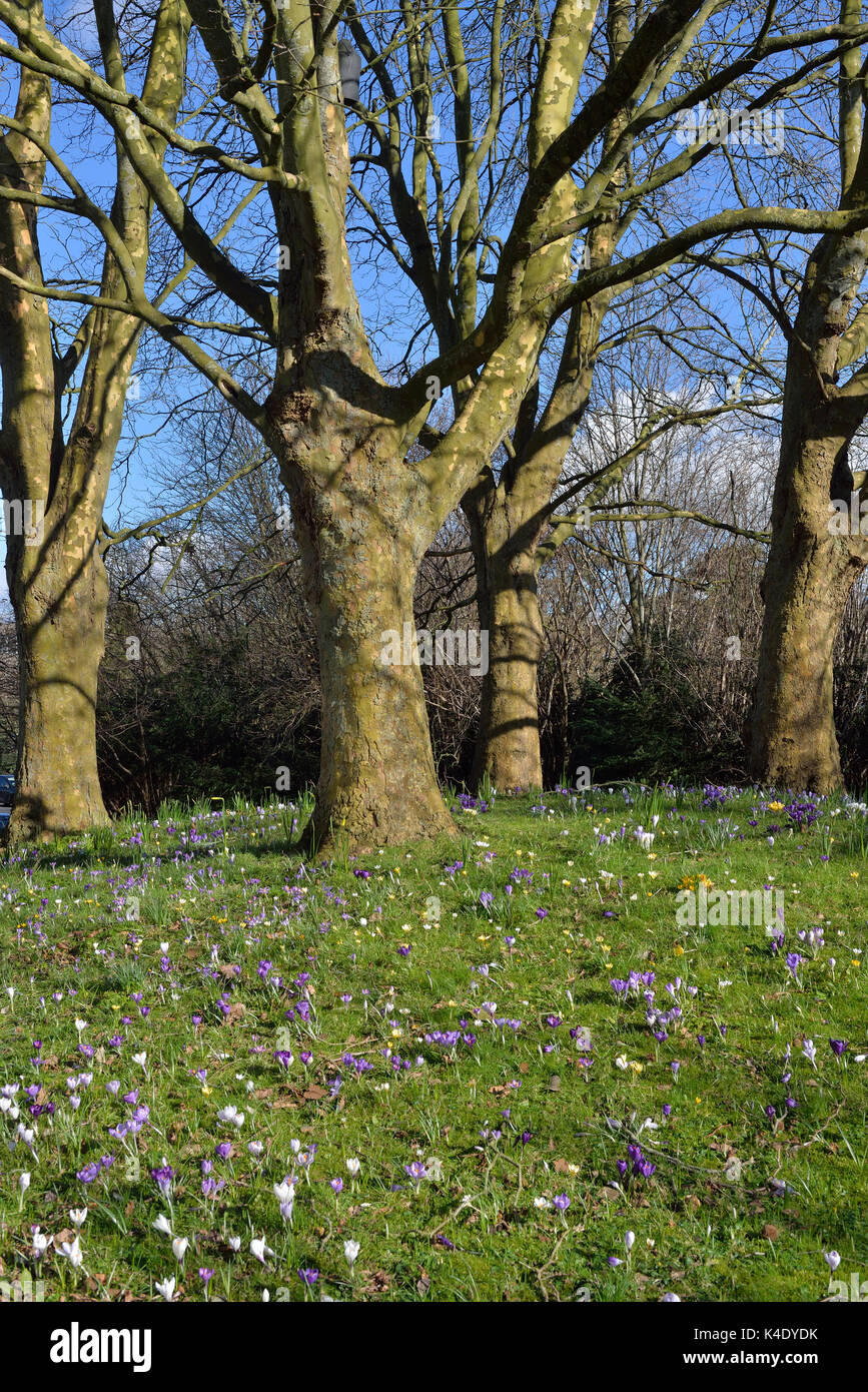 Spring in Trowbridge near County Hall Wiltshire England UK Stock Photo