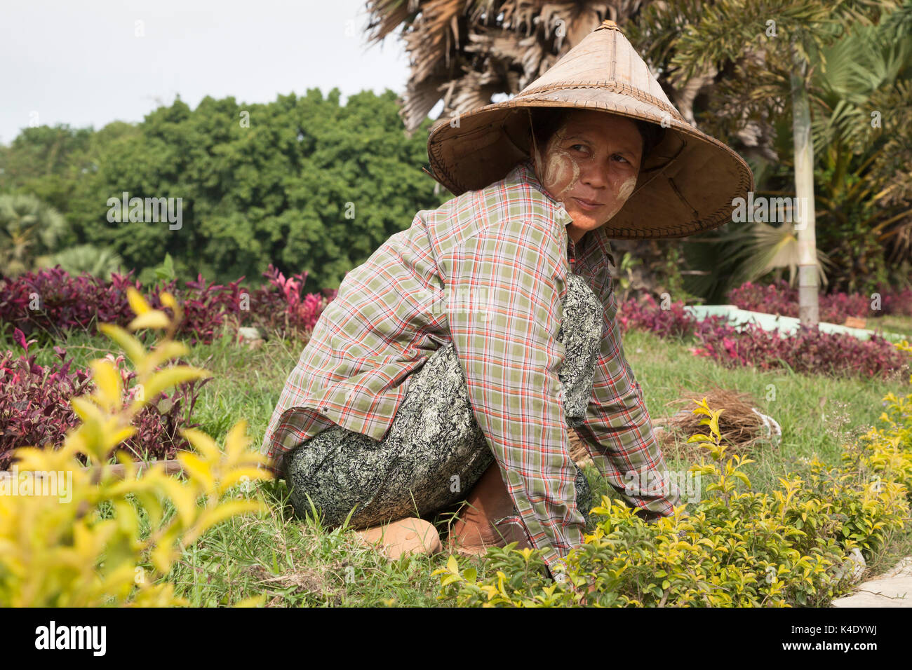 Female Labourer Working On Flowerbeds Mon State Myanmar Stock Photo Alamy Female Labourer Working On Flowerbeds Mon State Myanmar Stock Photo Alamy