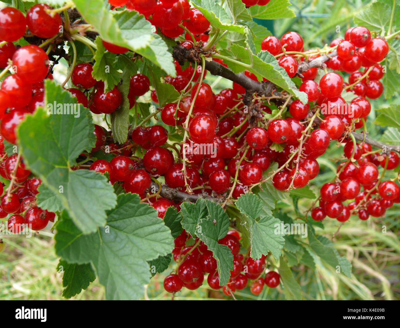 Ripe Red Currants Stock Photo