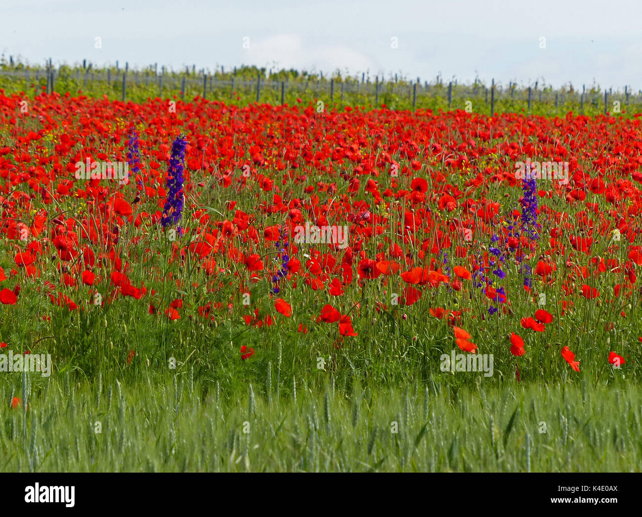 Bright Red Field With Corn Poppies And Behind There Is A Vineyard, Wine-Growing Region Rhinehesse Stock Photo