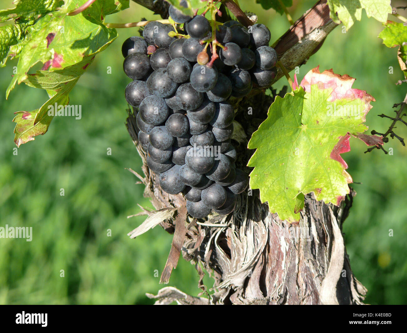 Ripe, Sweet Blue Grapes Hanging In A Vine, Winegrowing Area Rhinehesse Stock Photo