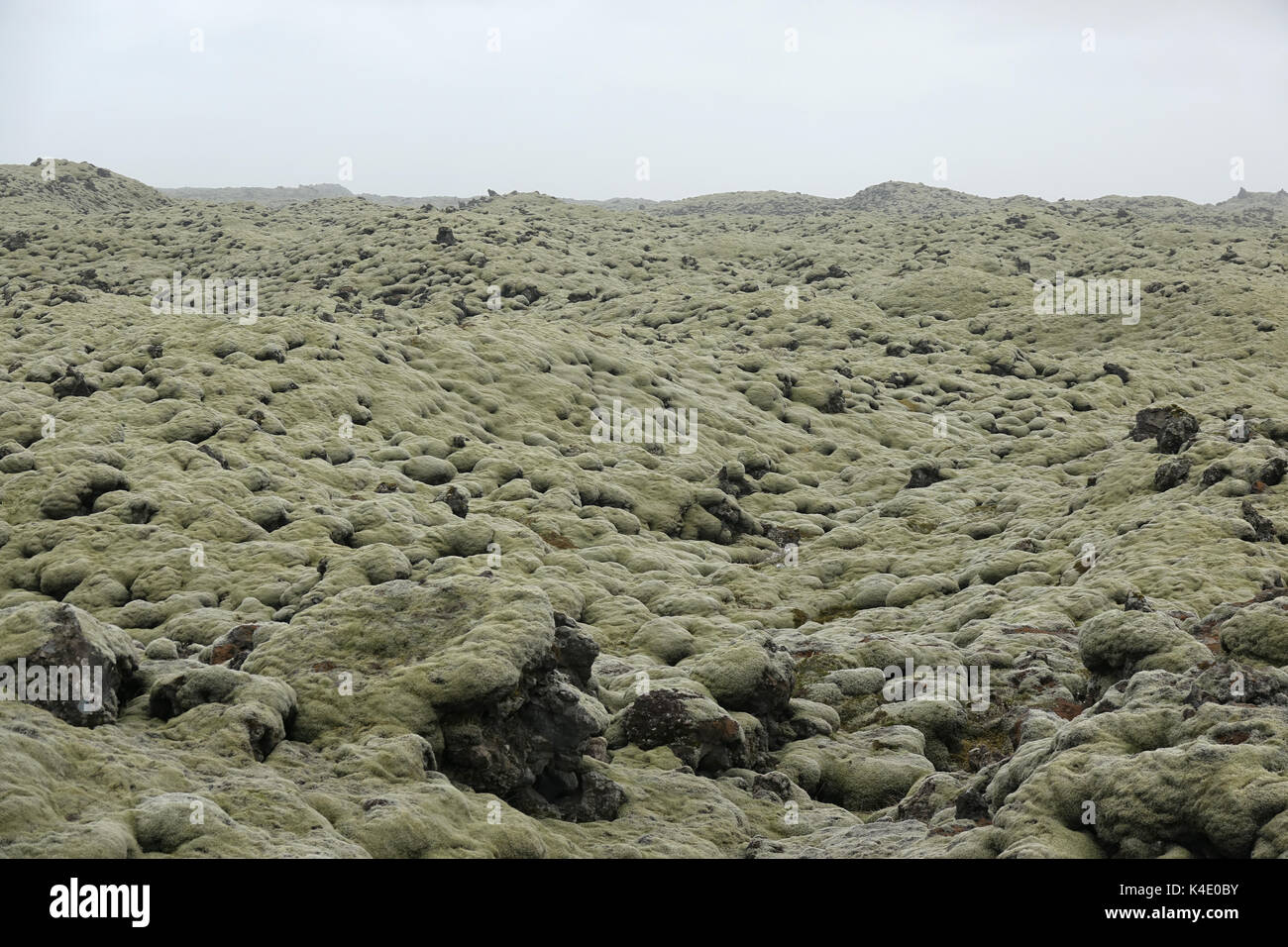 Iceland, Lava With Iceland Moss, Southeast Stock Photo