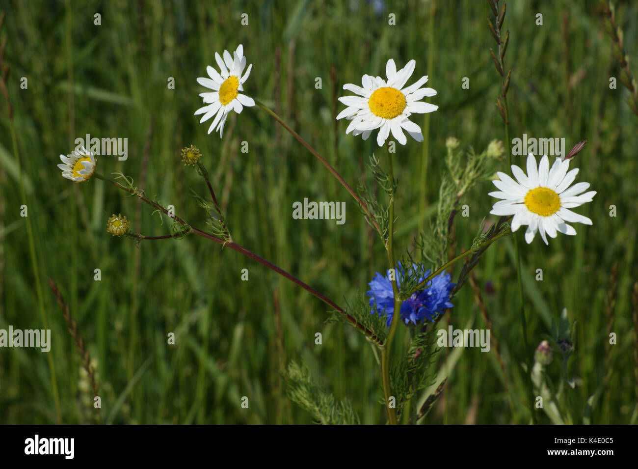 Wild Chamomile And Cornflower In A Meadow Stock Photo