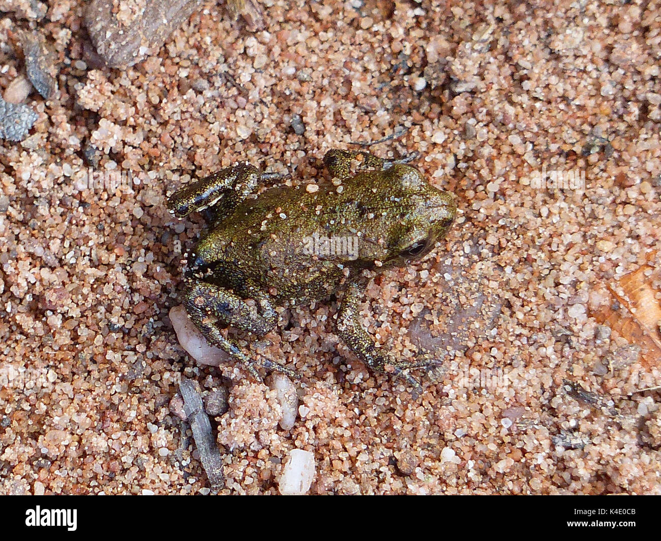 Little Respectively Young Frog With A Size Of About Two Cm Stock Photo