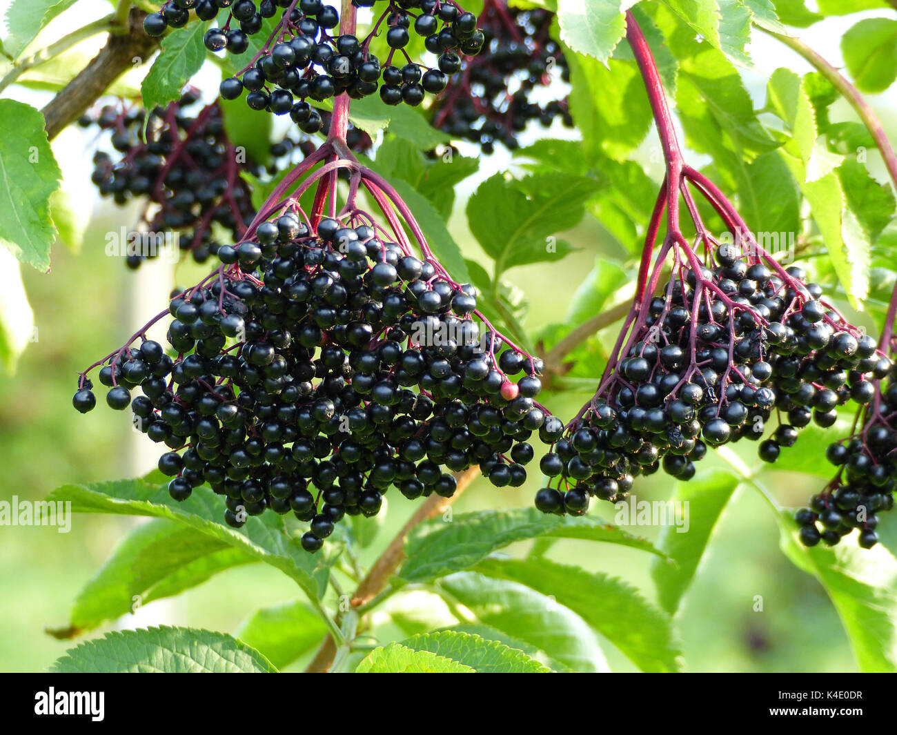 Elder, Ripe Elder Berries, Sambucus Nigra Stock Photo Alamy