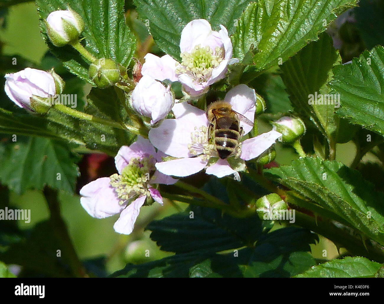 Bee On Blackberry Blossom Stock Photo