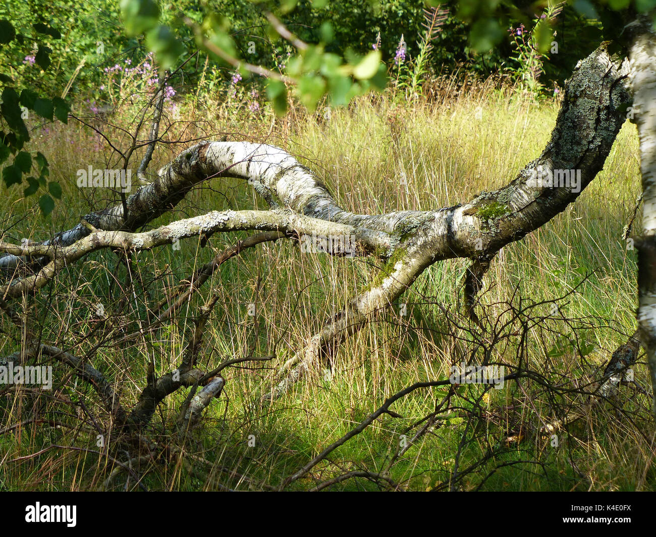 Downy Birch Which Looks Like A Claw, In The Black Moor In The Bavarian Rhoen Stock Photo