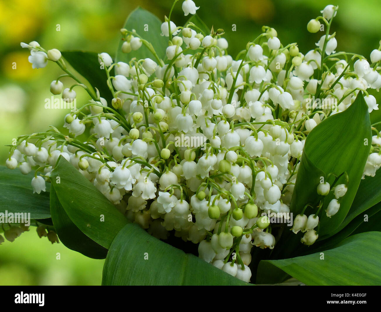 Bunch Of Lilies Of The Valley, Convallaria Majalis, Toxic Plant Stock Photo